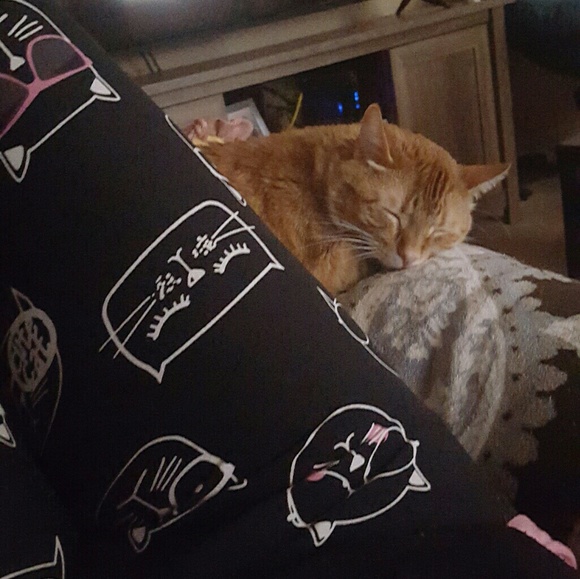 Cat friendly home - Picture 4 of 5